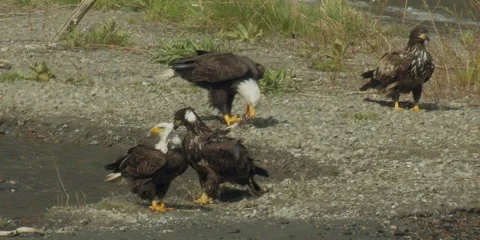 Bald eagle, raptor feeding on sucker, fish at creek mouth, nature,bird, 2k Stock-Footage 154521368