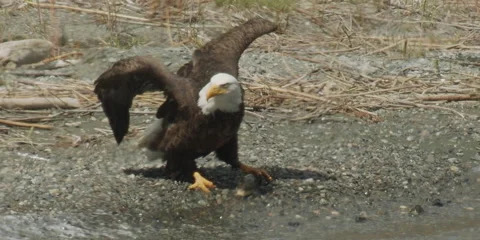 Bald eagle, raptor, feeding on sucker fish, on lake beach, 2k Stock-Footage 154521461