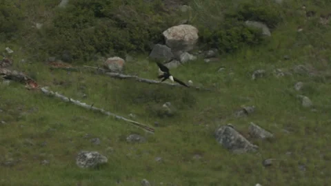 Bald Eagle, raptor, in flight and landing, 4k Stock Footage 221861773