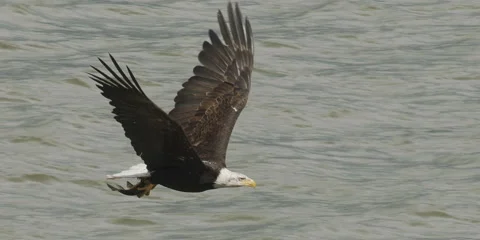 Bald eagle, raptor,  in flight with sucker, fish, over water, 2k Stock-Footage 154432353
