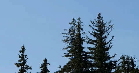 Bald Eagle resting on a branch of a pine tree, Juneau, Alaska. Stock Footage 334618124