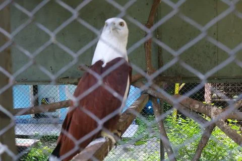 Bald Eagle resting on perch Stock Photos
