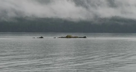 Bald eagle resting on a small rocky island in a cold, foggy and rainy day in Stock Footage 334333456