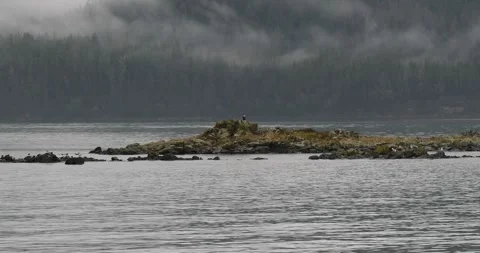 Bald eagle resting on a small rocky island in a cold, foggy and rainy day in Stock Footage 334333479