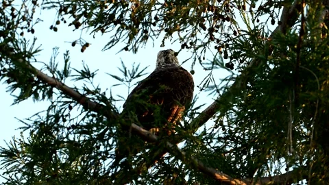 Bald Eagle  Resting on Tree Top Stock Footage 237417812