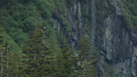 Bald Eagle resting on tree top Stock-Footage 244081379