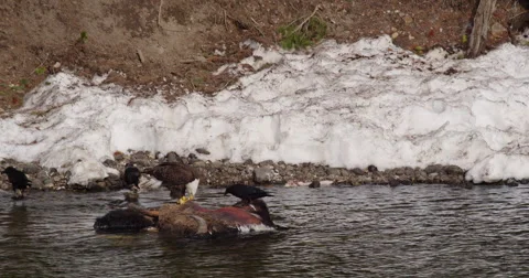 Bald eagle rips flesh from bison shoulder next to bank in river Video stock 63456267
