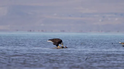 Bald Eagle on a rock eating a fish at Utah Lake Stock Footage 327626015