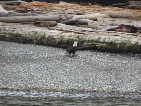 Bald Eagle at  rocks beach Stock Photos