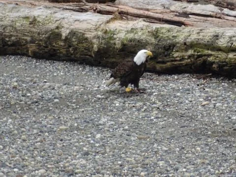 Bald Eagle at rocks beach Stock Photos