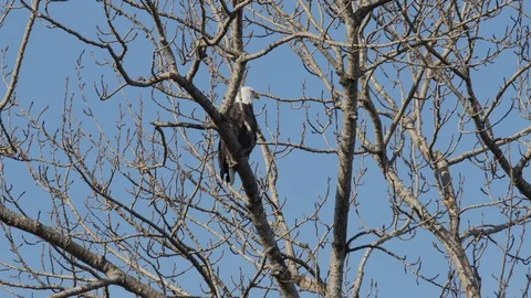 Bald eagle roosting Stock Footage 129283430
