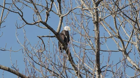 Bald eagle roosting Stock Footage 129283711