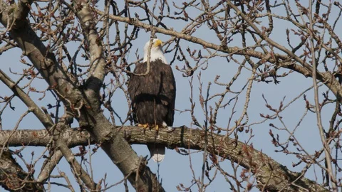 Bald eagle roosting Stock Footage 129328562