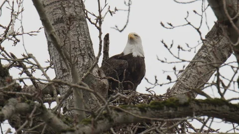 Bald eagle roosting on the nest Stock Footage