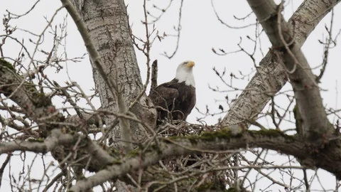 Bald eagle roosting on the nest Stock Footage 129328114