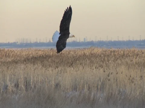 Bald Eagle Sails In, Brakes and Lands on Branch Next to Another Eagle Stock Footage 124560293