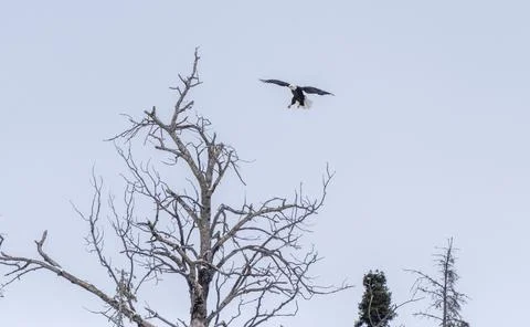 Bald Eagle Saskatchewan Stock Photos