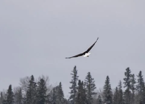 Bald Eagle Saskatchewan Stock Photos