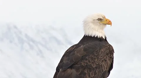 Bald Eagle with Scarred Beak 3 - mountains background Stock Footage 10787782