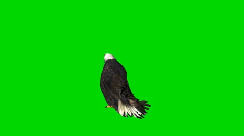 Bald eagle schaut sich um - seperated on green screen Stock-Footage 33768136