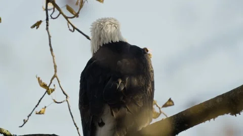 Bald eagle scouting from tree branch, portrait from behind, static shot Stock Footage 243255561