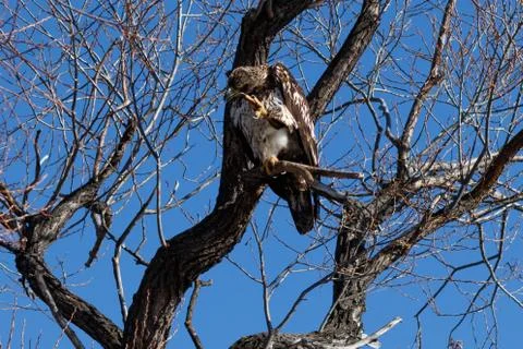 Bald eagle scratching his head, (Juvenile phase) Stock Photos