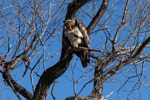 Bald eagle scratching his head, (Juvenile phase) Stock Photos