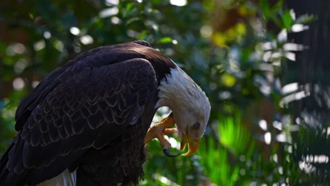 BALD EAGLE SCRATCHING ITS NECK Stock Footage 228746526
