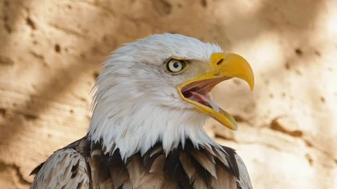 Bald Eagle screaming close-up Stock Footage 106768966
