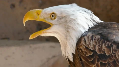 Bald Eagle screaming close-up Video stock 130591351