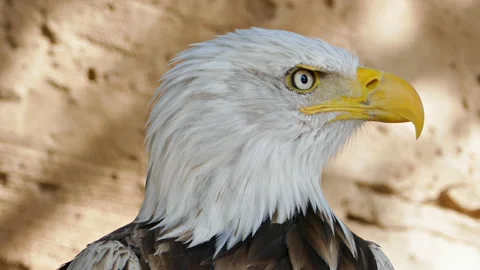 Bald Eagle screaming close-up Stock Footage 130959479