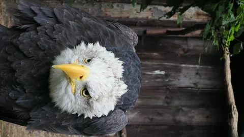 Bald eagle screams and looks in different directions, sound Stock Footage 311259801