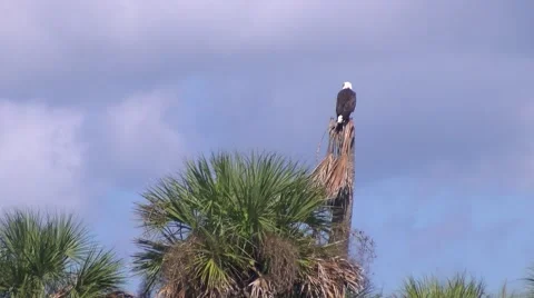 Bald Eagle Screech Video stock 42684270