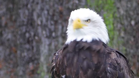 Bald Eagle screeching exhibits natural killer instinct (HD, Slo-Mo) Stock Footage 85025333