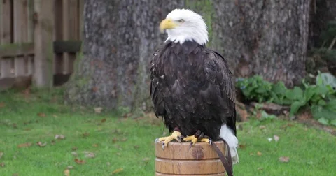 Bald Eagle screeching exhibits natural killer instinct (4K) Stock-Footage 85267085