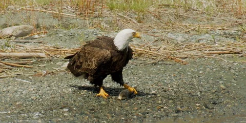 Bald eagle with scuker fish at lake side, 2k Stock Footage 254117708
