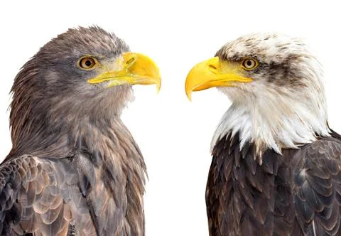 Bald Eagle with Sea Eagle  Stock Photos