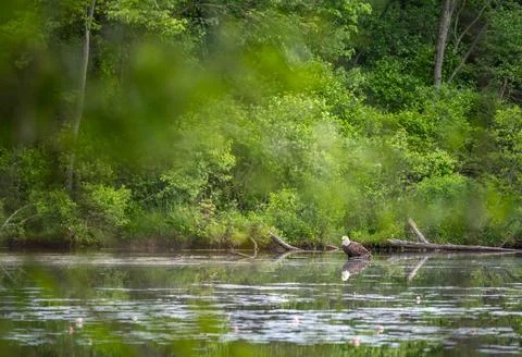 Bald eagle seen through trees on an idyllic woodland lake Stock Photos