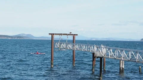 Bald Eagle at the Sidney shore Stock Footage 151643630