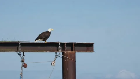 Bald Eagle at the Sidney shore Stock Footage 151643639