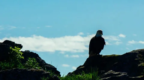 Bald Eagle Silhouette Against Blue Sky Stock Footage 39232235