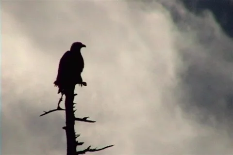 Bald Eagle silhouette Stock Footage