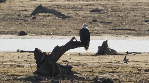 Bald Eagle sit relaxed on dead wood stump on river bank overlooking Fraser Stock Footage 240913715