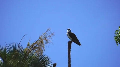 A Bald Eagle sits in a dead Palm tree. 4K Stock Footage 77227724