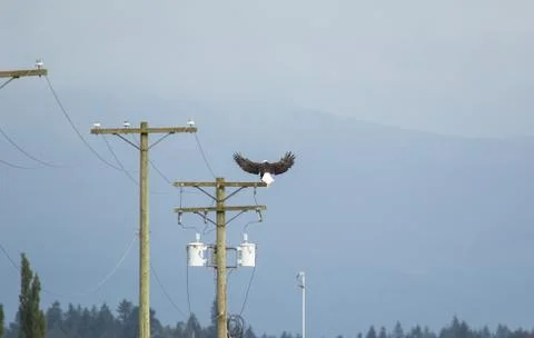 Bald eagle sits on an electric pole. Stock Photos