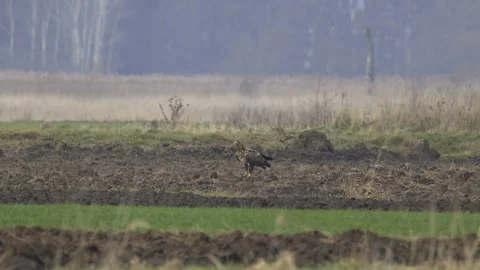 Bald eagle sits in the field and observes the surroundings, 4K slomo Video stock 237717127