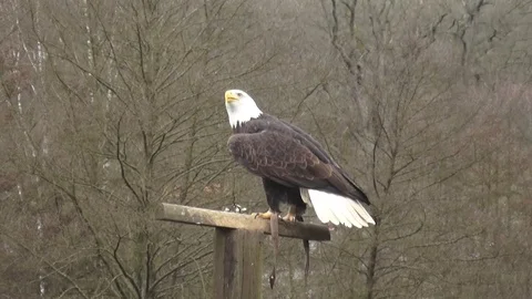 Bald eagle sits on a post directly in front of the camera takes off for flight Video stock 89753145