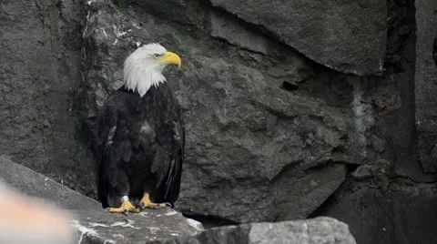 Bald Eagle sits on a rock and watching Stock Footage 64934319