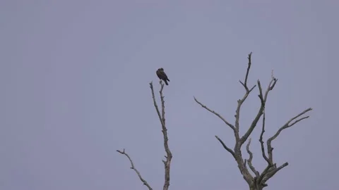 A bald eagle sits on top of a dry tree, 4K slomo Stock Footage 169785501