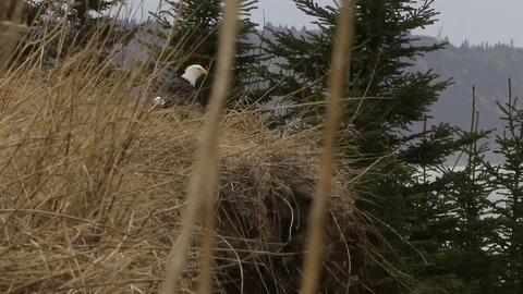 Bald Eagle sitting atop cliff edge Video stock 79329619